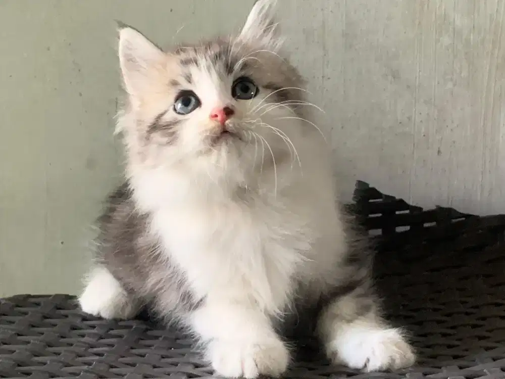 Persia kitten gemoy