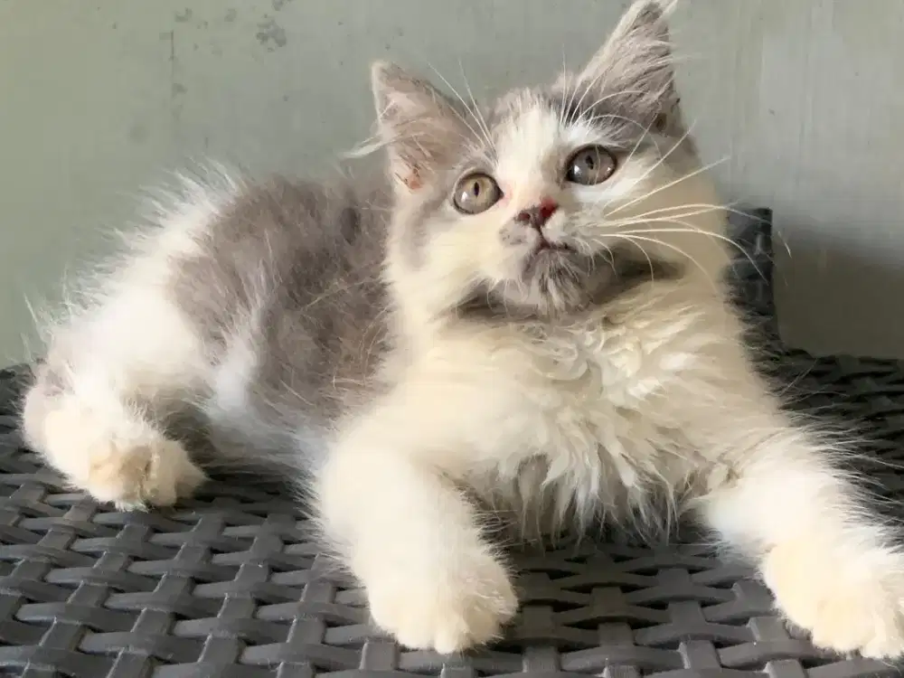 Persia kitten grey white