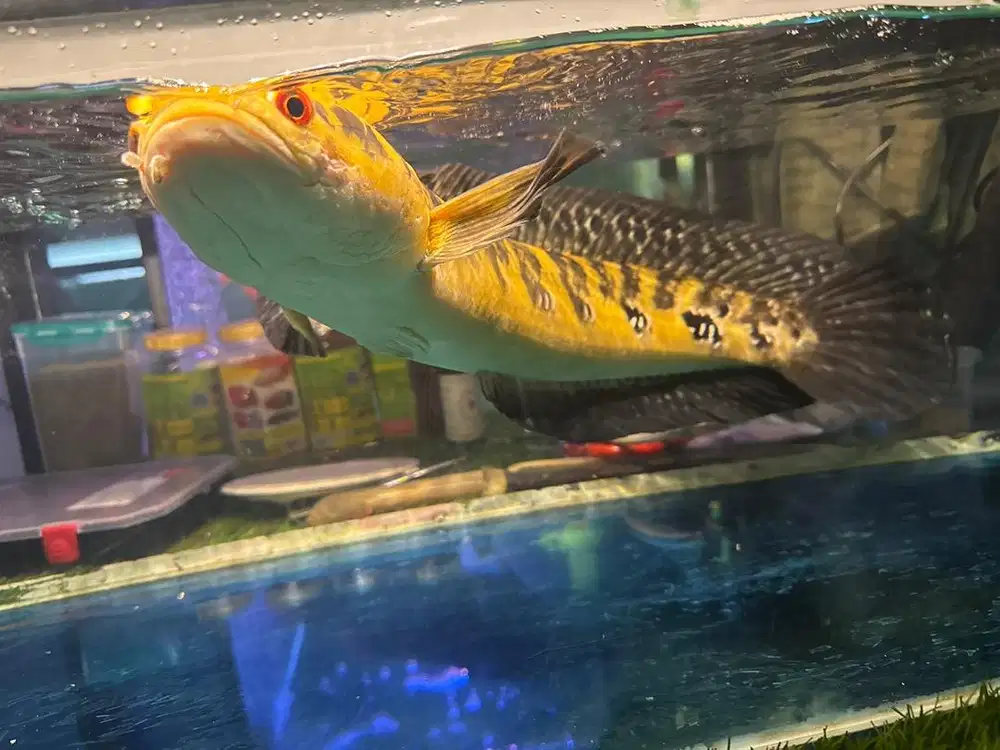 Yellow sentarum jumboo