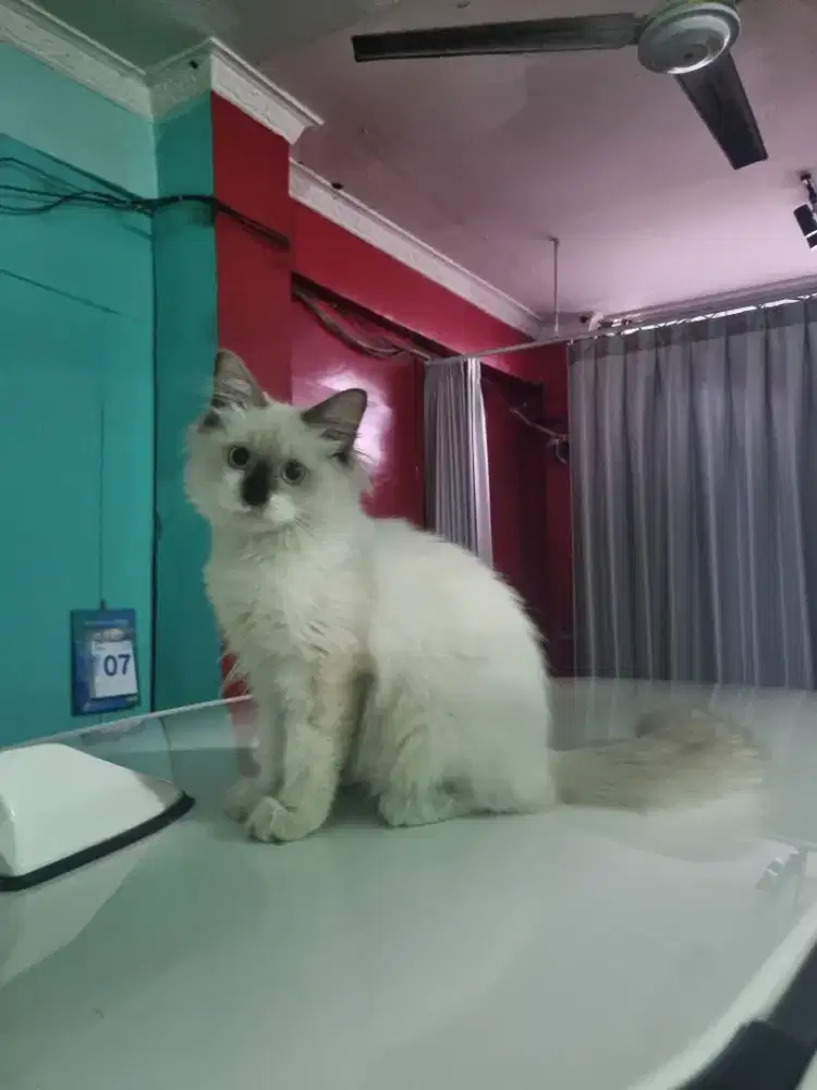 kucing ragdoll umur 5 bulan betina nonped , aktif,sehat lincah.