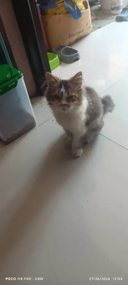 Munchkin BSH NS
