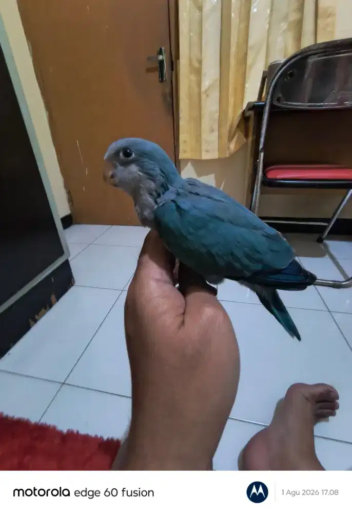 Burung monkblue parakeet betina jinak total