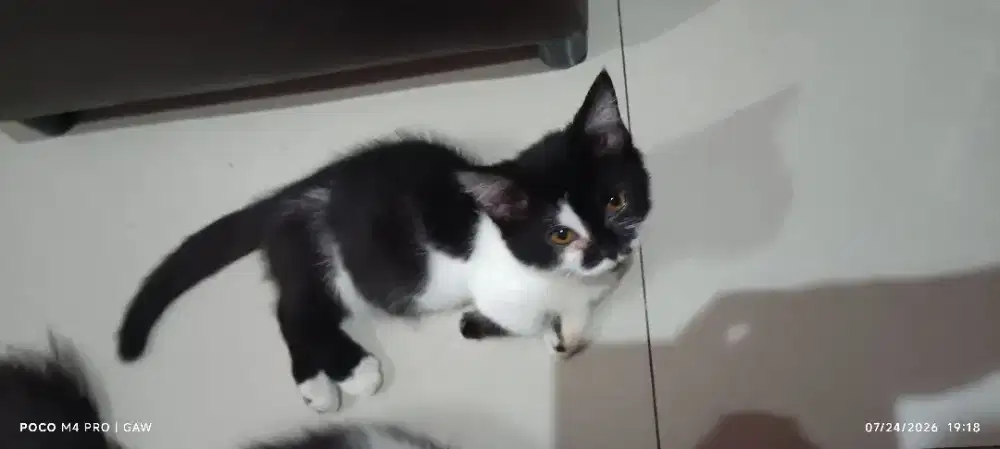 Munchkin BSH Betina