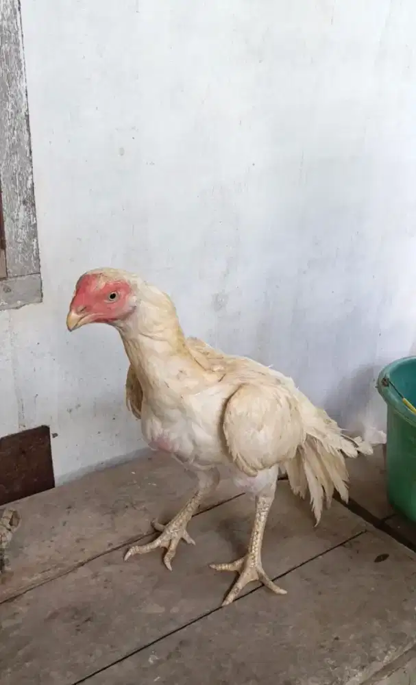 Ayam aseel parrot betina