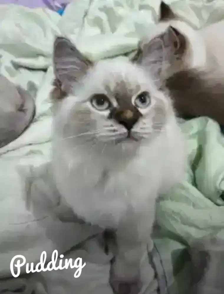 2 Ragdoll/Himalayan Mix - 4 Bulan
