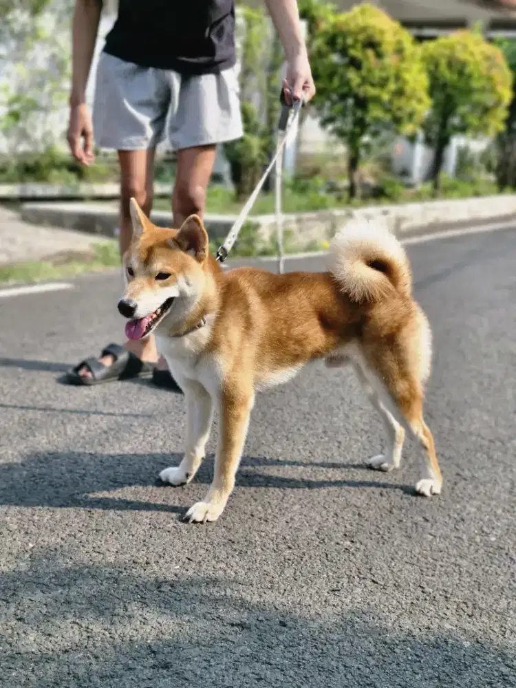 Shiba inu Jantan Red Stambum