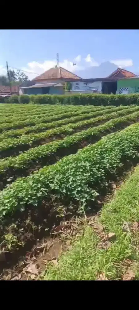 Di jual murah lahan datar 1 hektar