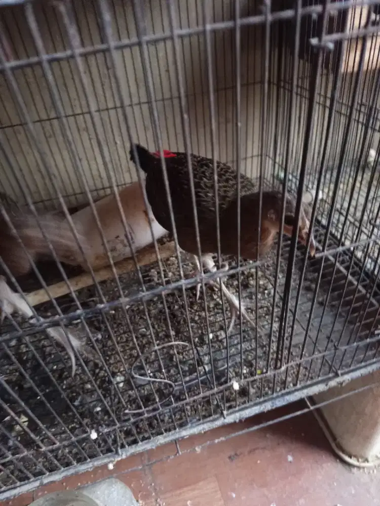 Ayam hutan remaja