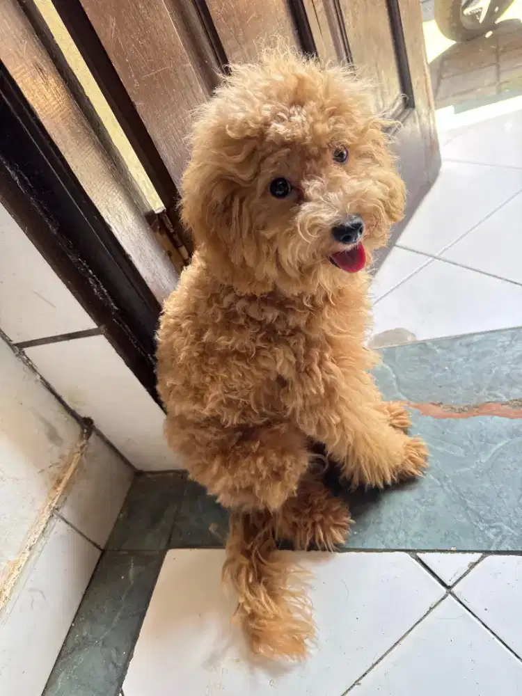 POODLE JANTAN NON STB