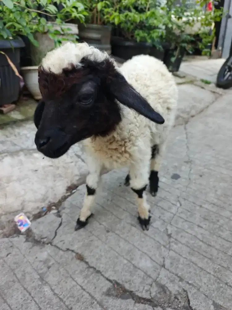 Domba mini (shaun the sheep)