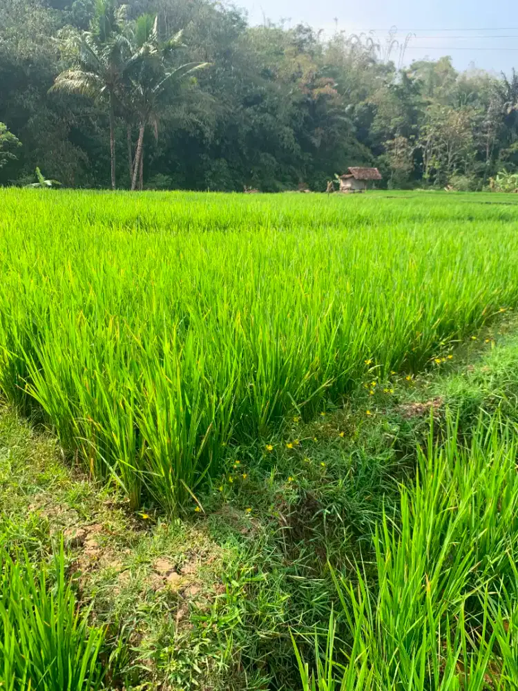 Jual Butuh Sawah Pribadi, Samping Jalan strategis