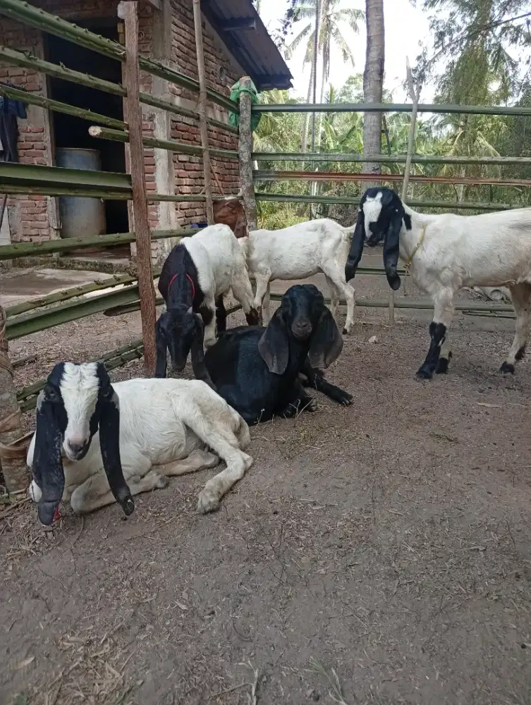 Jual kambing jenis pE