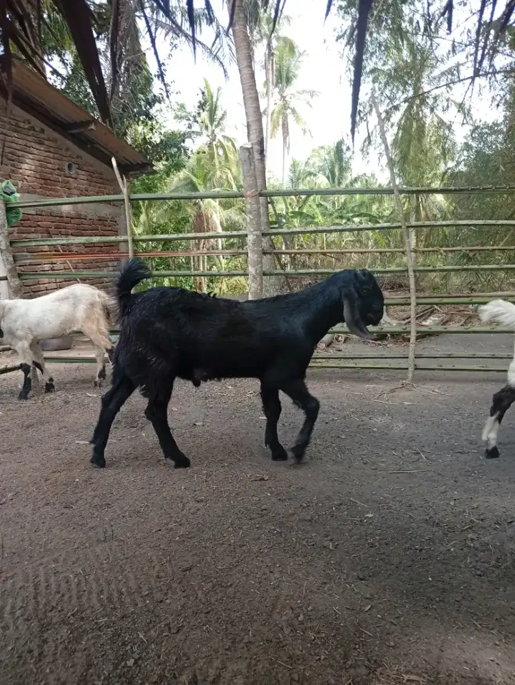 Kambing jenis PE jantan
