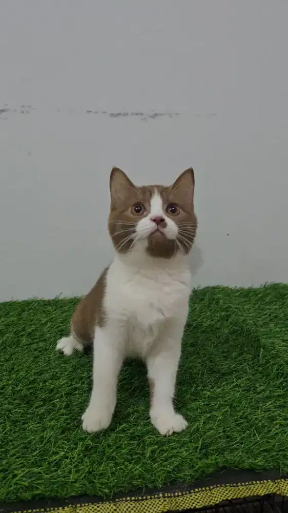 BSH Bico Cinnamon Betina - NP umur 3 bulan