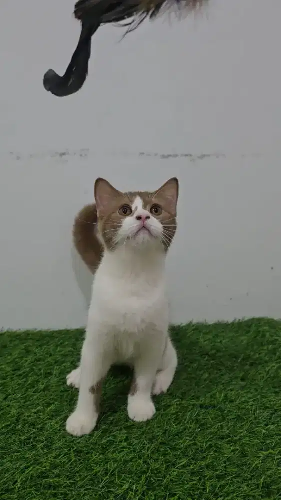 BSH Bico Cinnamon Jantan NP 3 bulan