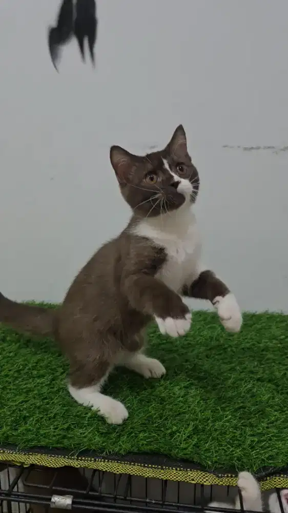 BSH Bico Choco Carrier Cinnamon NP jantan 3 bln