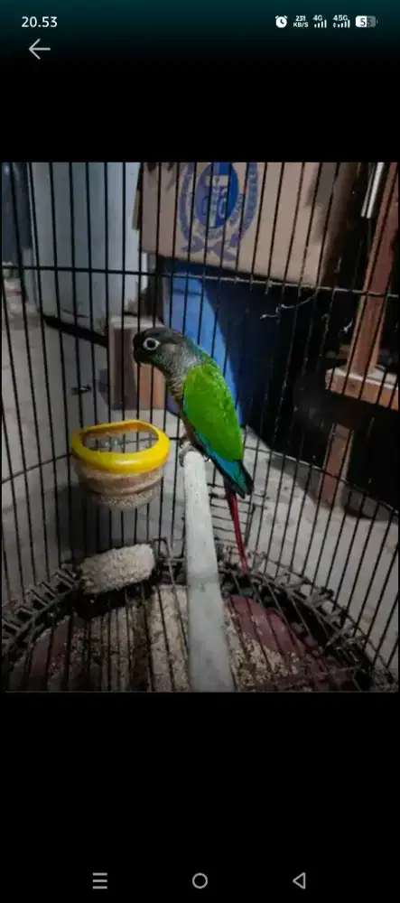 Hibrid crimson x sunchek conure