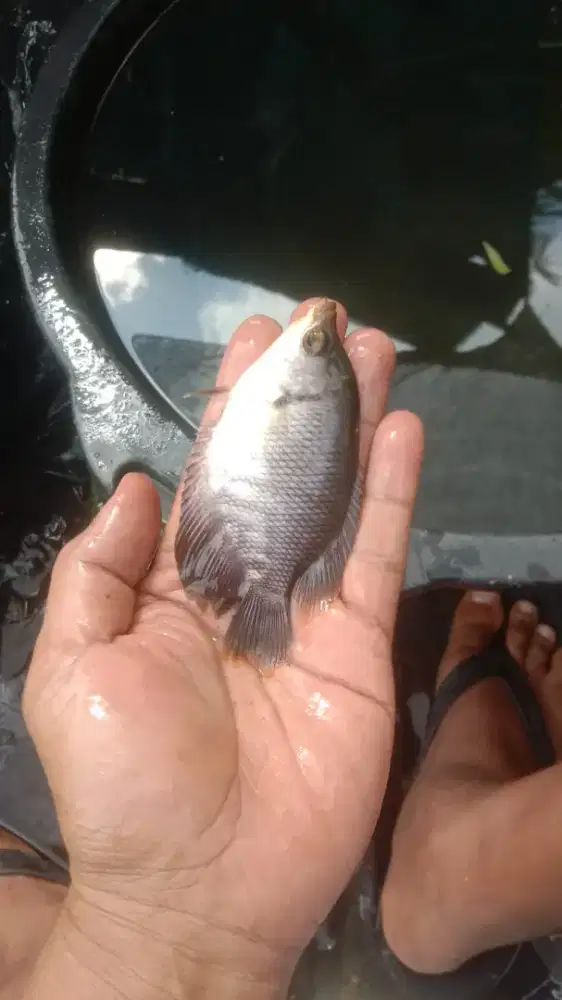 Ikan gurame soang