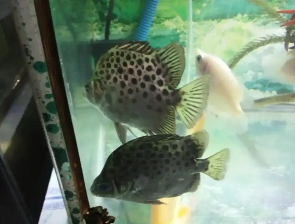 Spotted scatfish cocok untuk Ikan hias tankmate