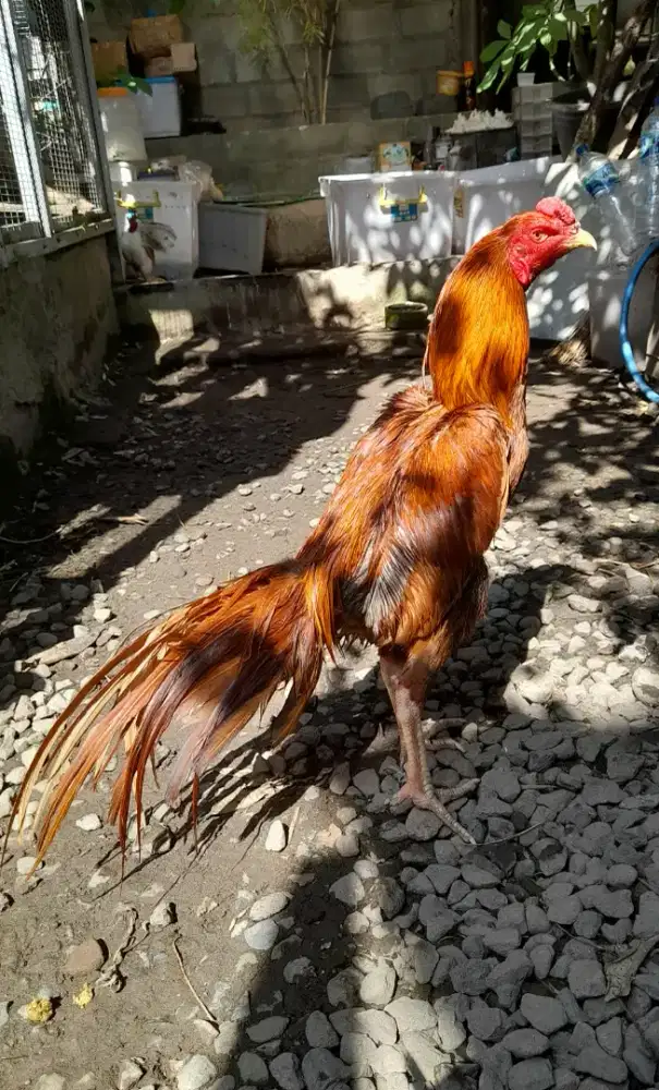 Jago Gondang Muda