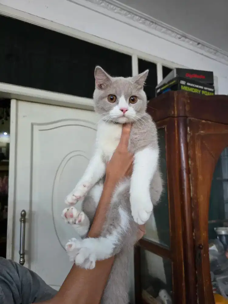 Kucing british short hair , 4-5 bulan, jantan