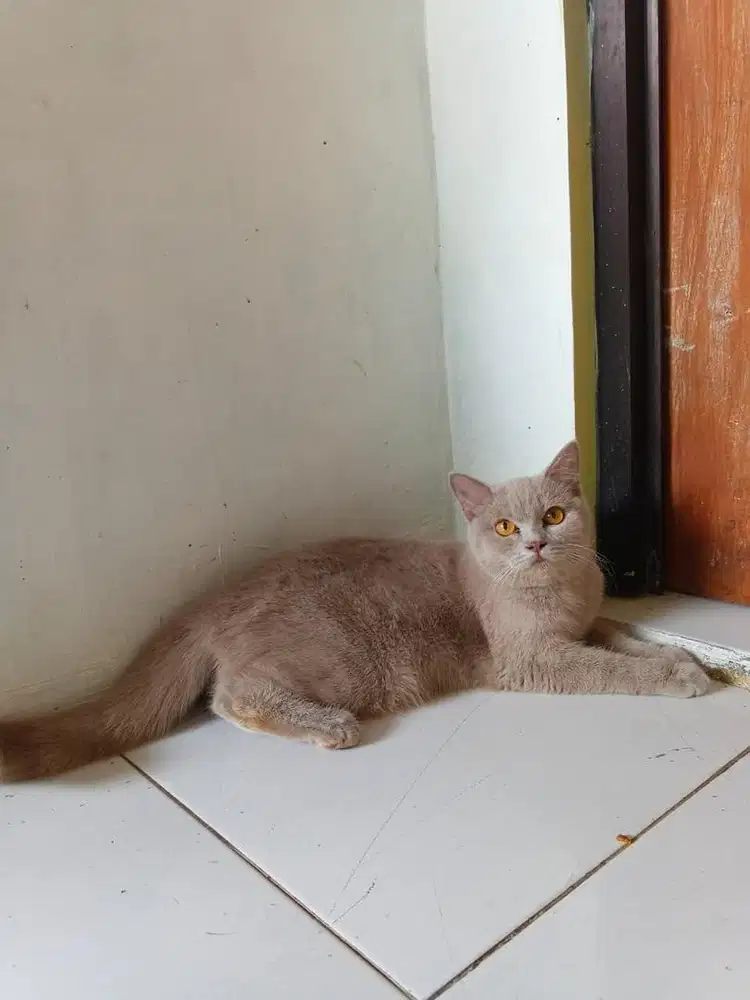 Bsh Lilac Betina