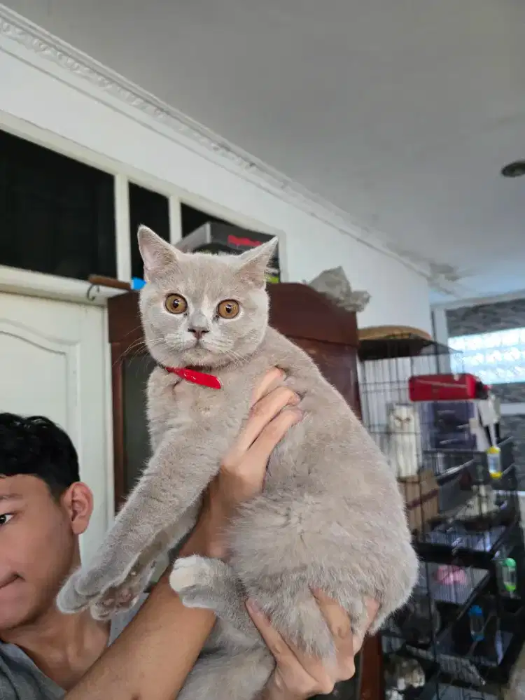 Kucing british short hair betina usia 4-5 bulan