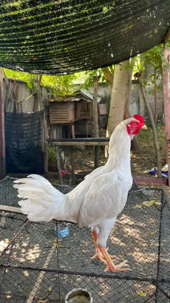 Pama bulbi sisik belakang sunsang