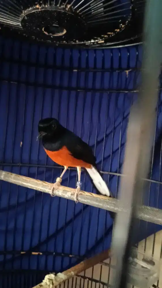 JUAL BURUNG MURAI BATU LAPANGAN