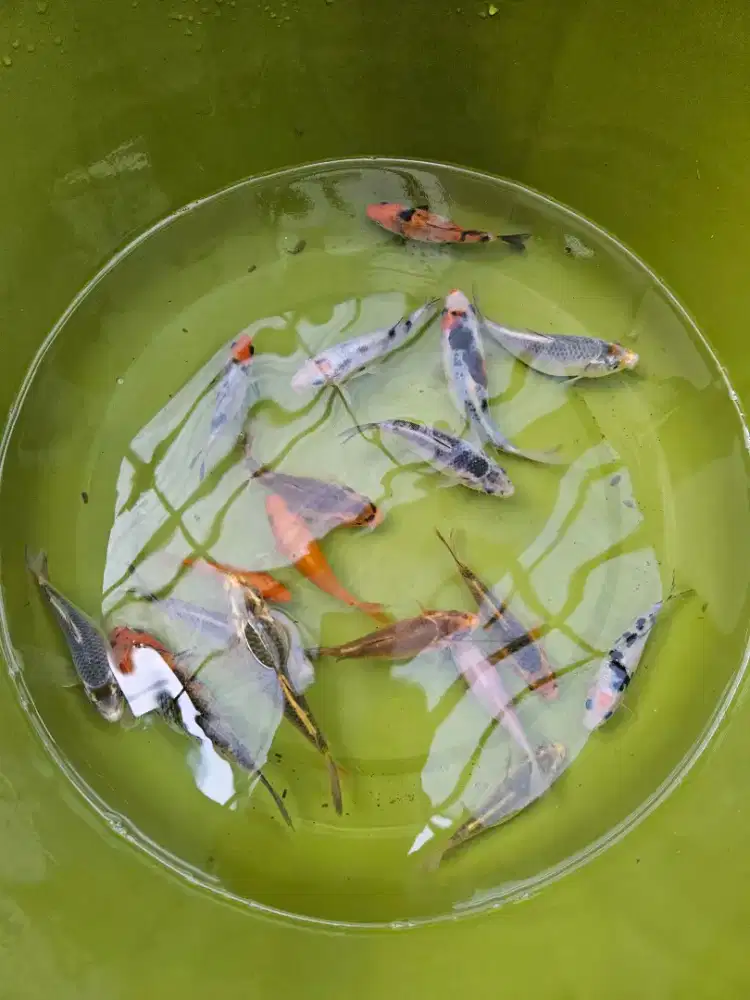 Ikan Koi ukuran 6-10cm
