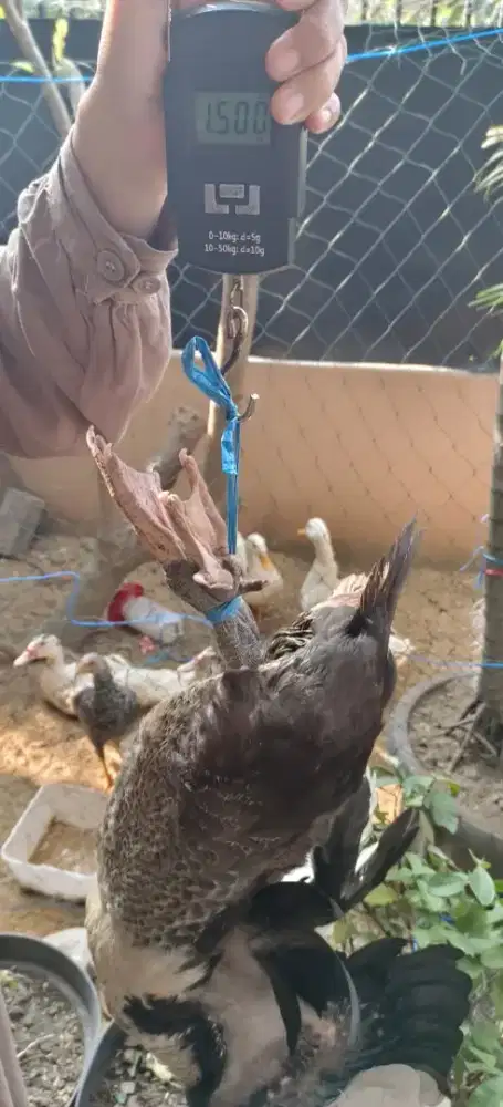 Murah Jual Entok dan Bebek