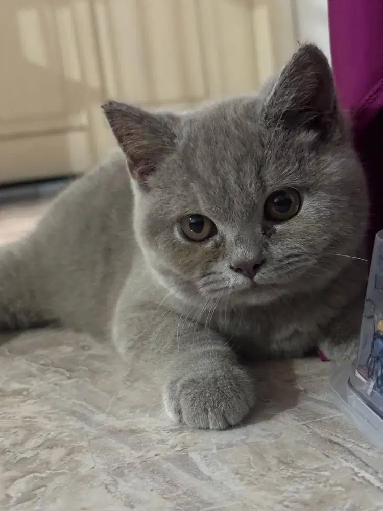 BSH Lilac Jantan
