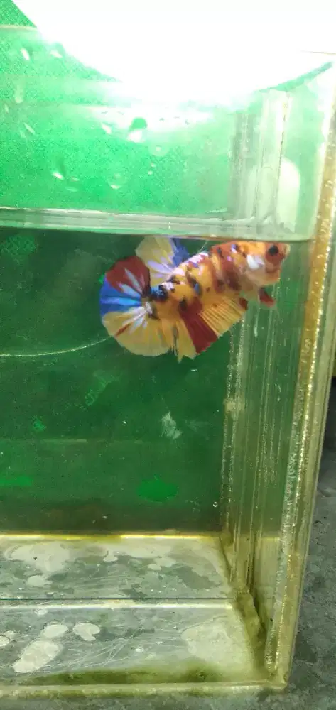 Ikan cupang plakat