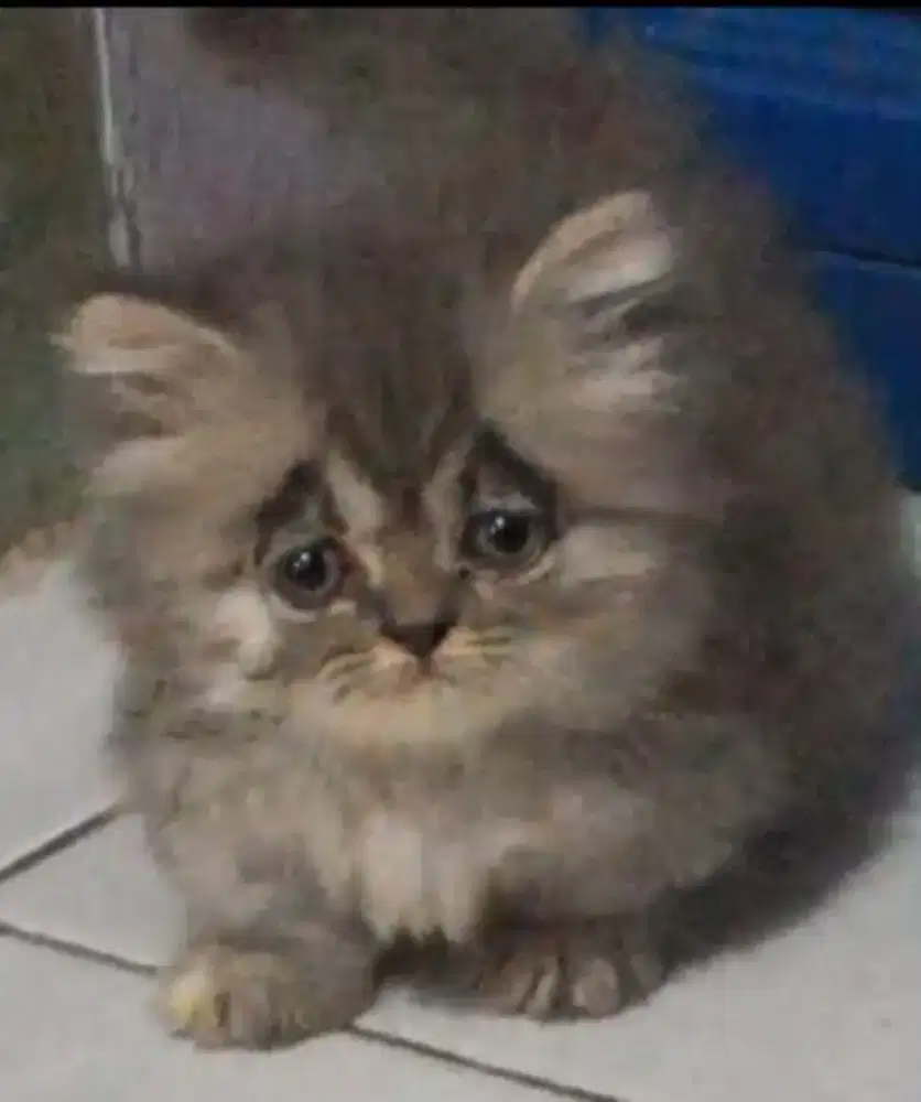 Kitten munchkin betina