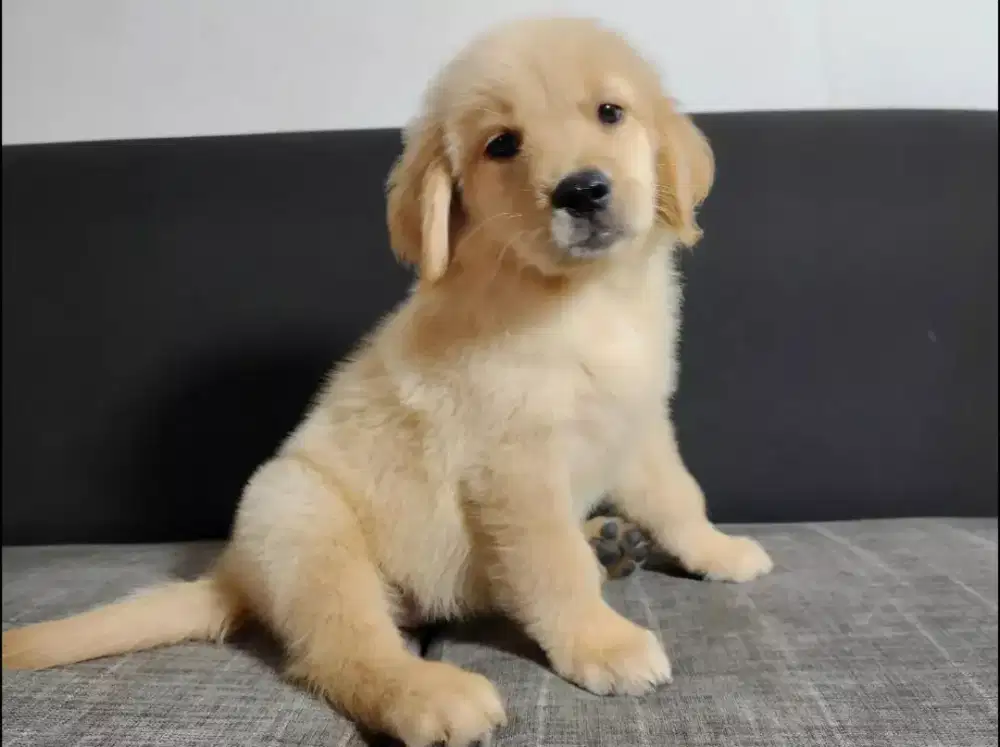 GOLDEN RETRIEVER