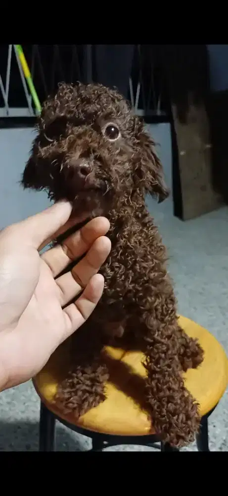 Poodle choco jantan