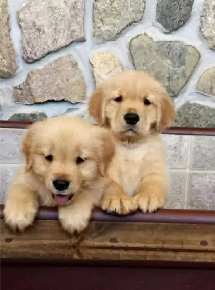 GOLDEN RETRIEVER