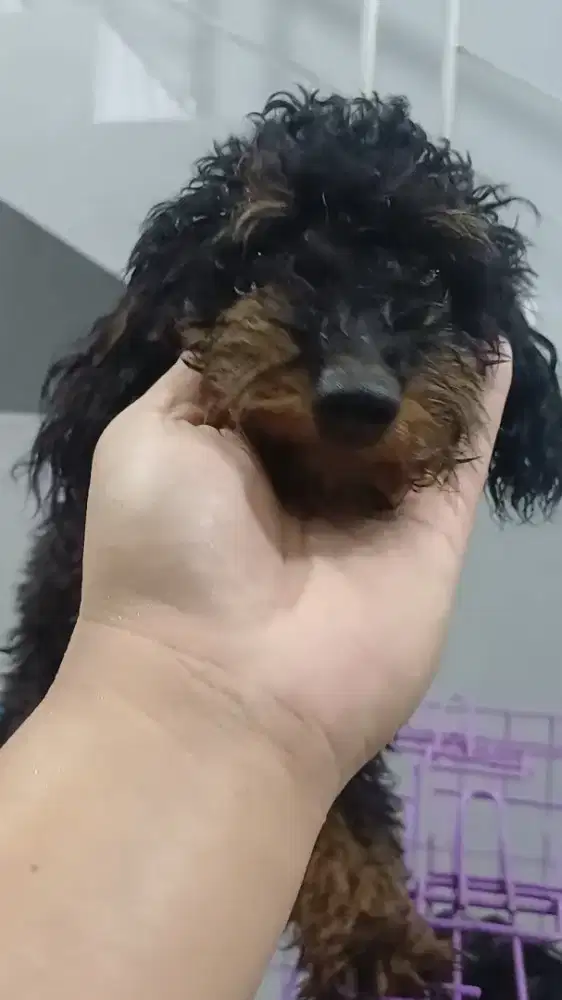 Poodle phantom betina