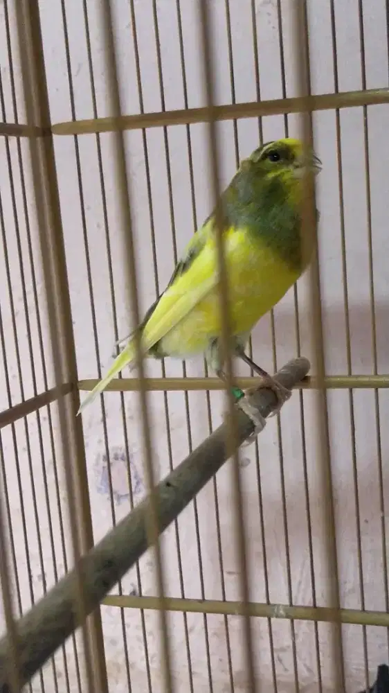 Burung kenari AF (F1ys*F1ys) jantan