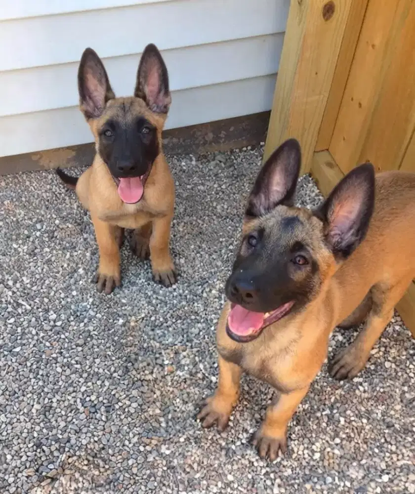 BELGIAN MALINOIS