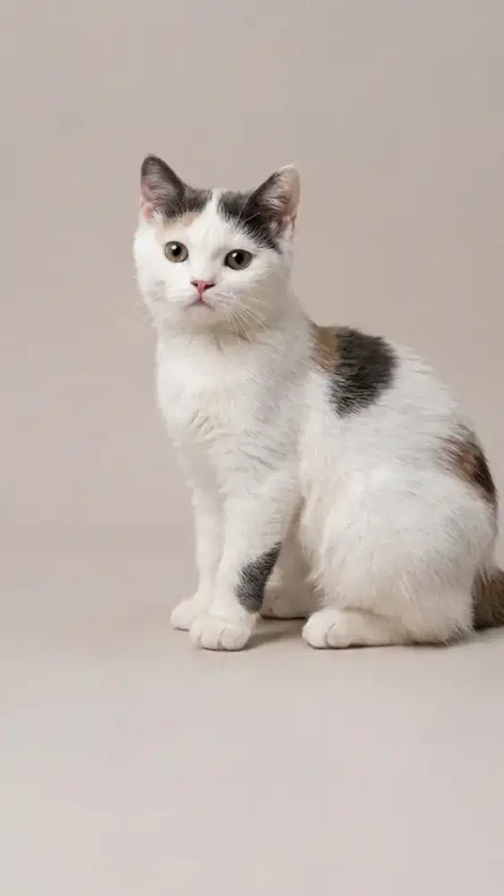 BSH Calico Betina