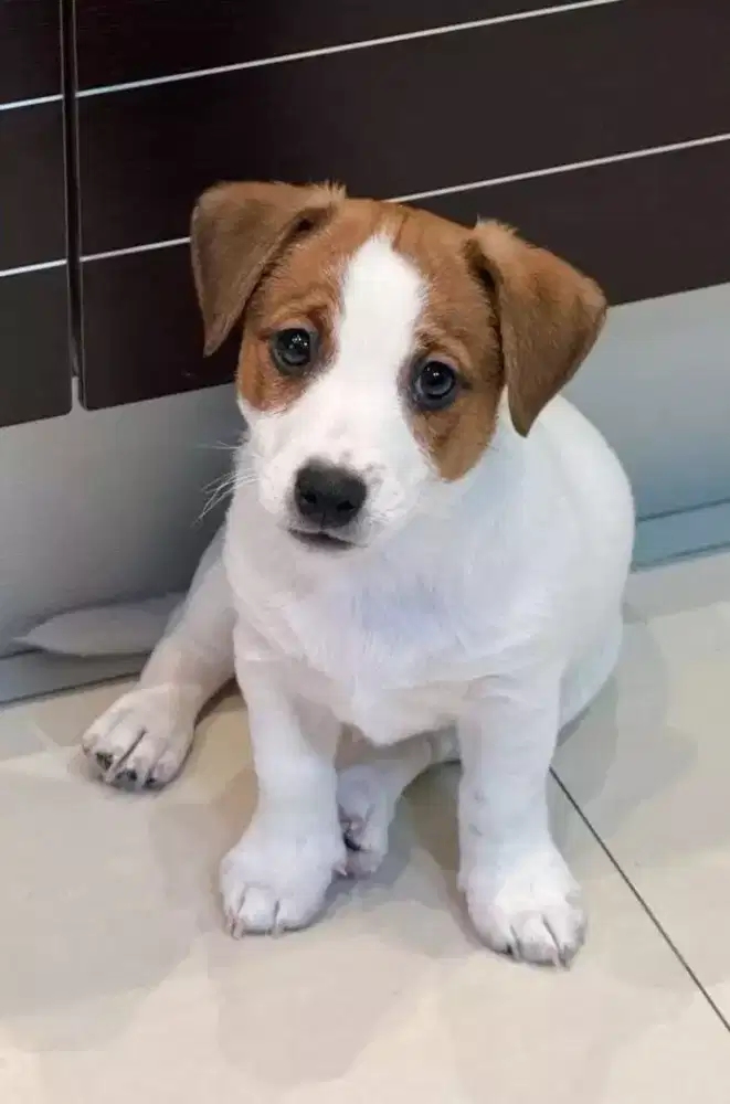 JACK RUSSEL TERRIER