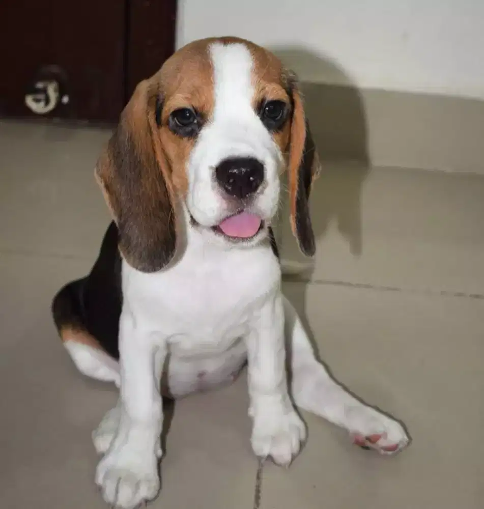 BEAGLE PUPPY LUCU