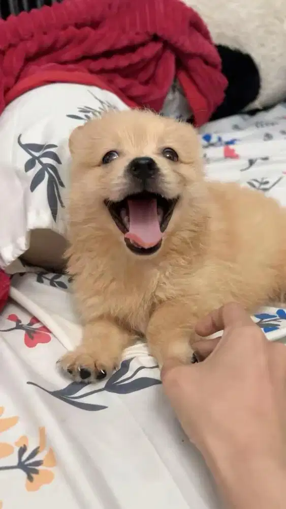 adop anjing pom