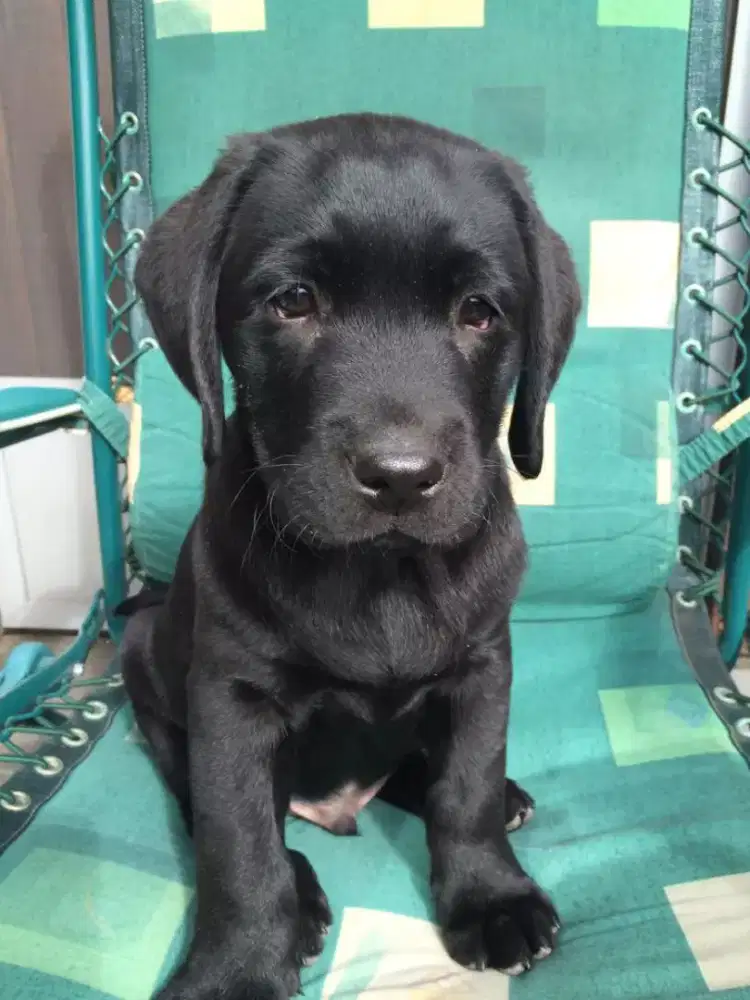 LABRADOR RETRIEVER