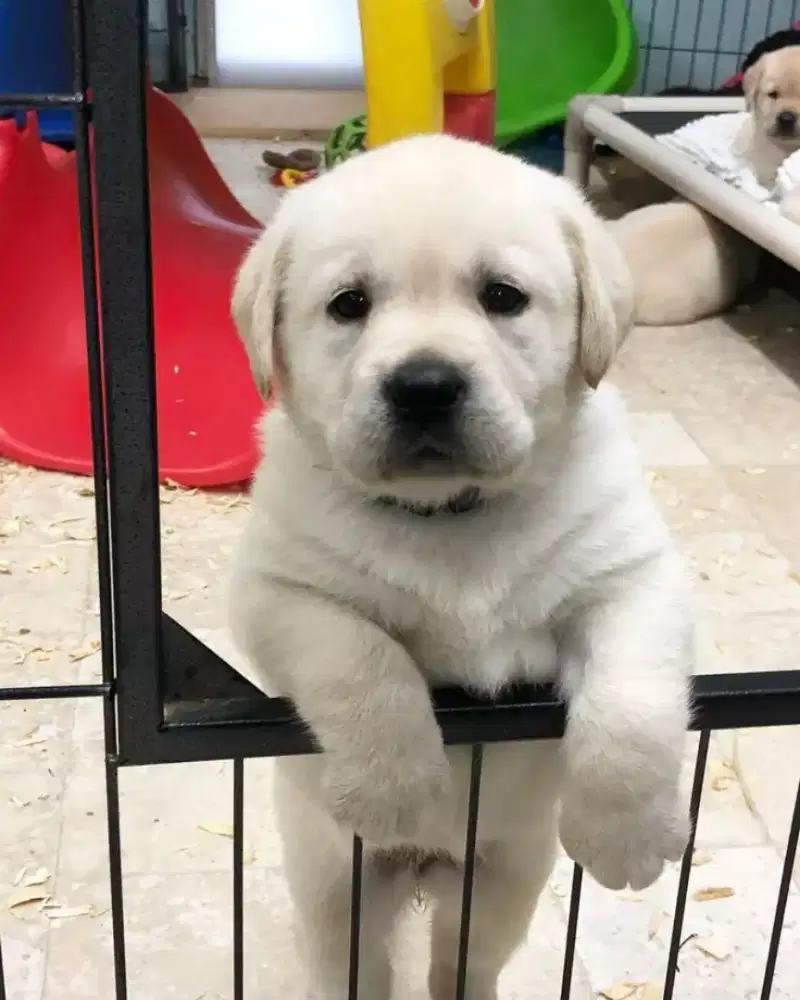 LABRADOR RETRIEVER