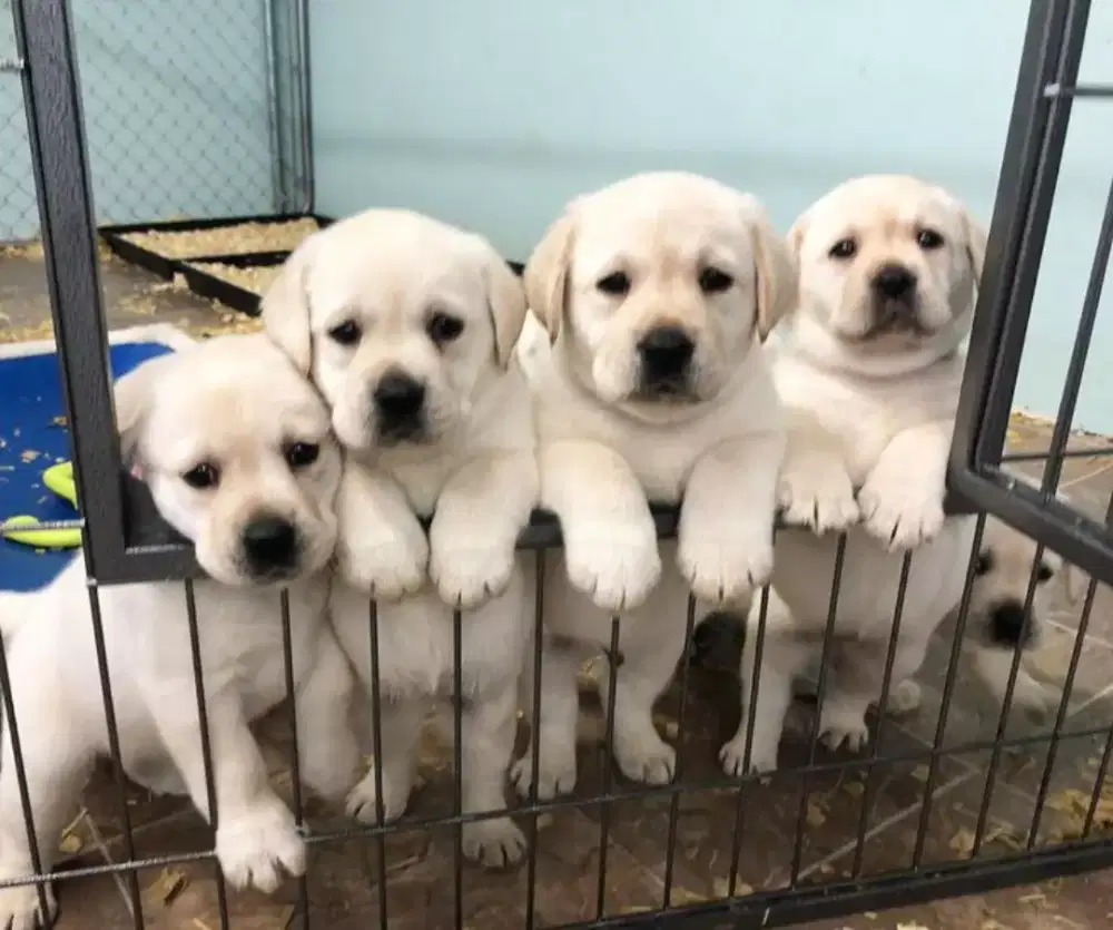 LABRADOR PUPPIES