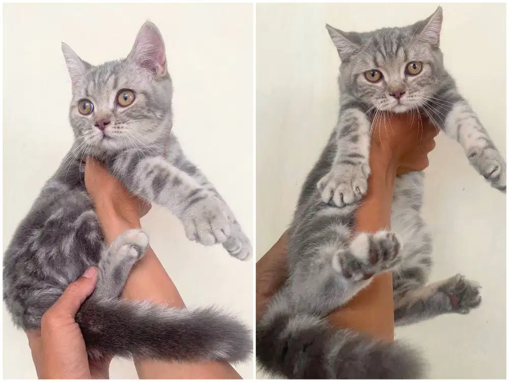 Kucing British Silver tabby