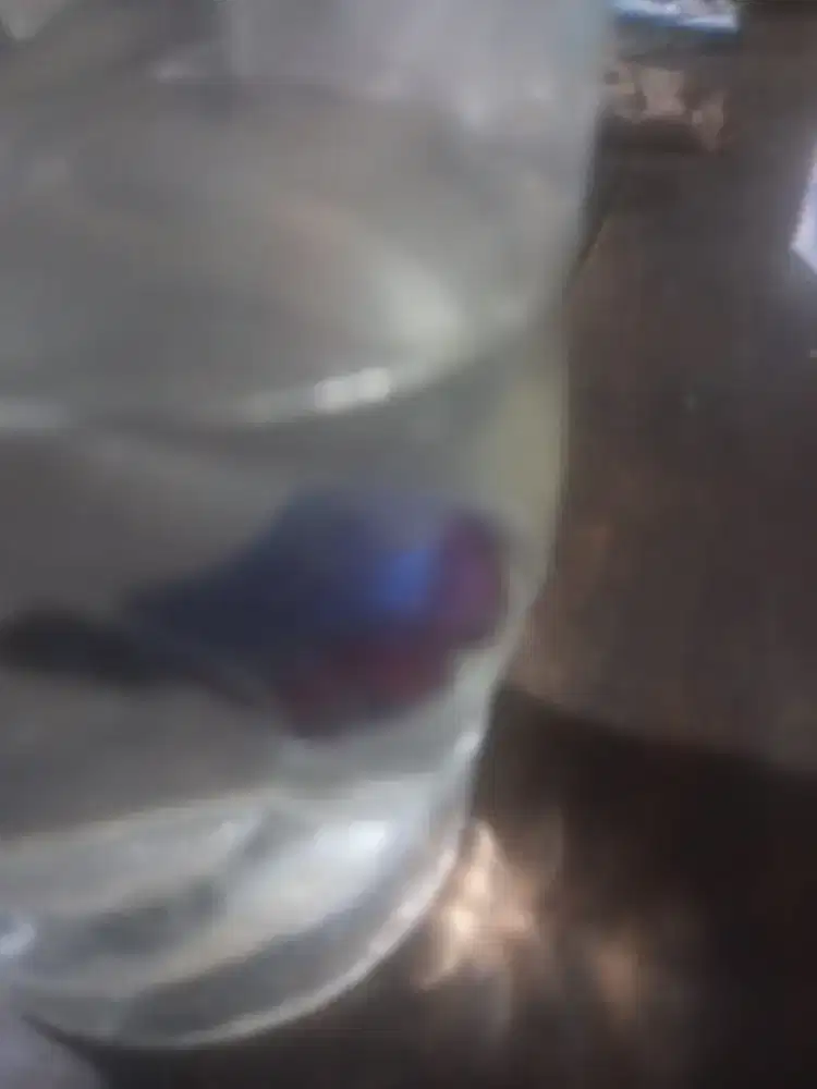 Ikan cupang warna biru Monggo dibeli