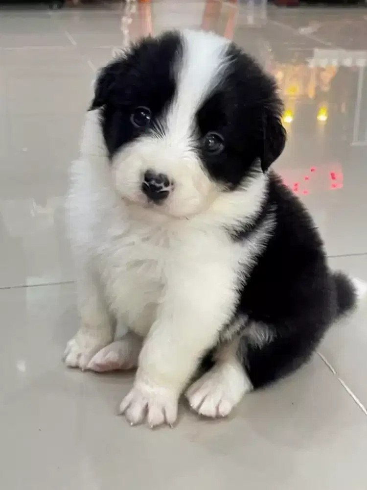 BORDER COLLIE PUPPY